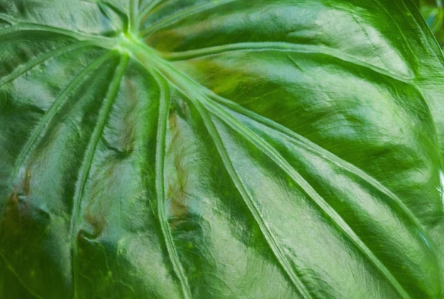 Green leaf texture close up Natural pattern