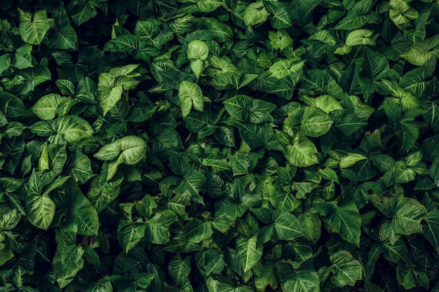 Green leaf texture Leaf texture background