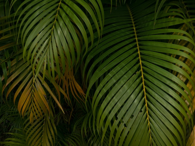 Green leaf texture / leaf texture background 