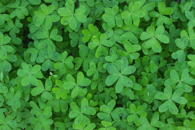 Green leaf texture. Leaf texture background.