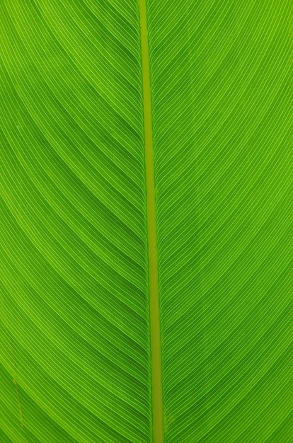 Green leaf texture of a plant close up