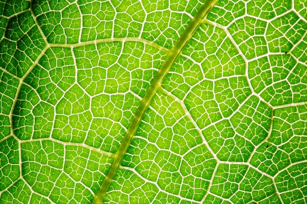 Green leaf texture.