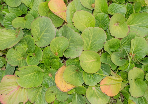 Green leaf texture