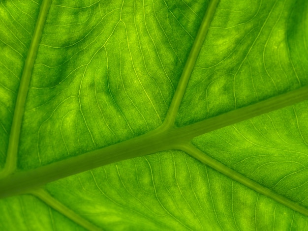 Green leaf texture