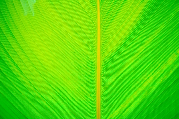 green leaf texture