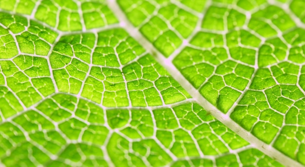 Green leaf texture