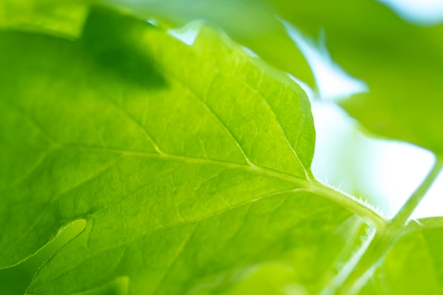 Green leaf texture