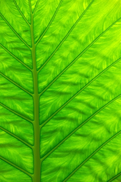 Green leaf texture