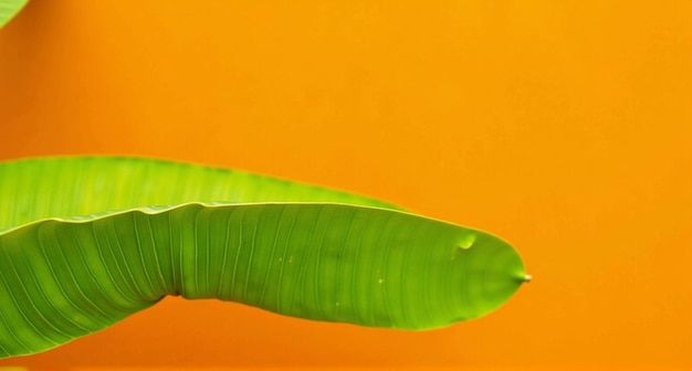 Photo a green leaf that is on a yellow background