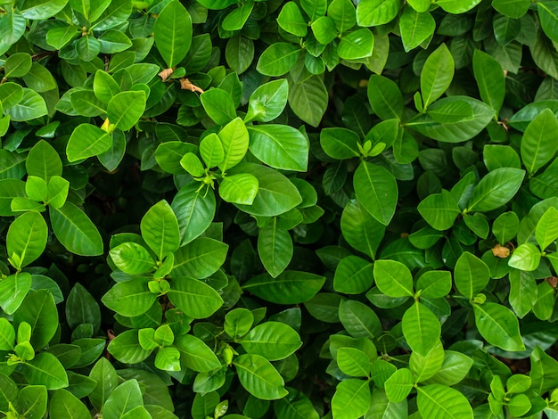 Green leaf tree background