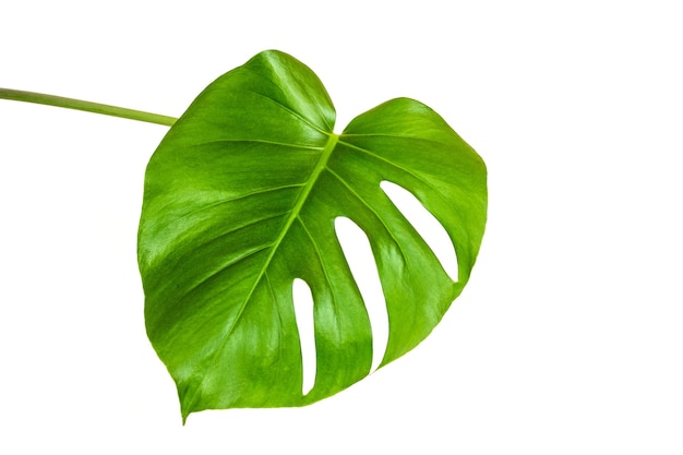 Green leaf of a tropical monstera plant isolated on a white background