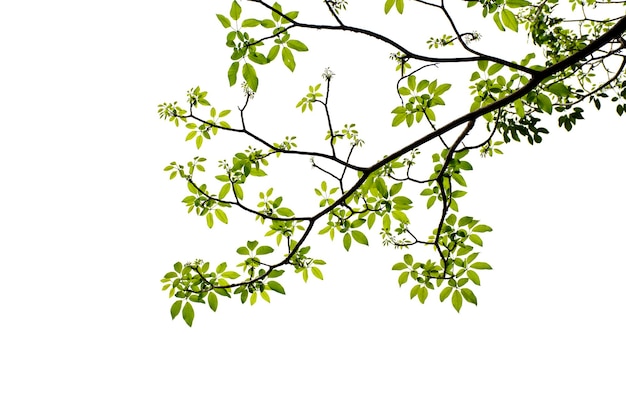 Green leaf and twig isolated on white background