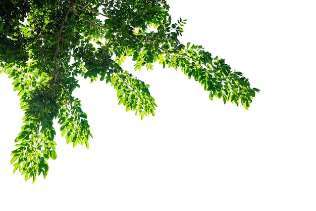 Green leaf and twig isolated on white background