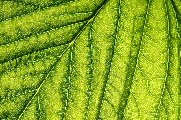 Green leaf vein