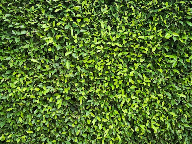 Green leaf wall texture background Environmental freshness wallpaper concept