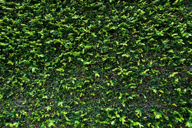 Green leaf wall texture background Vine on the wall