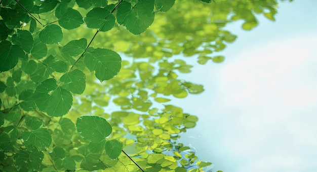 Green leaf over water reflection fresh green leaf with water drop relaxation nature concept green leaves reflecting in the water shallow focus Generative AI