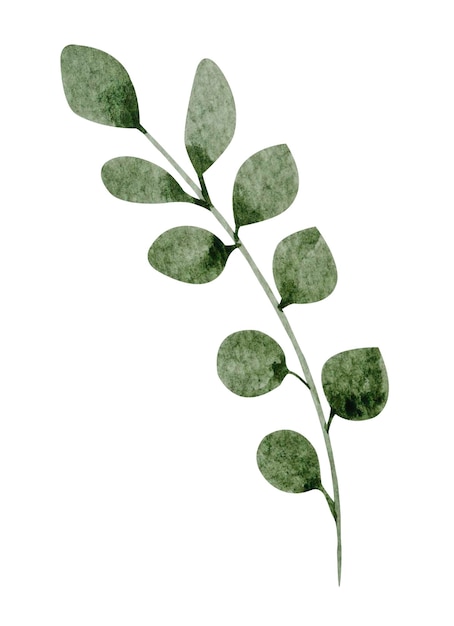 Green leaf watercolor on white background