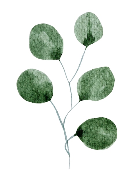 Green leaf watercolor on white background