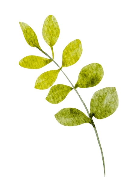 Green leaf watercolor on white background