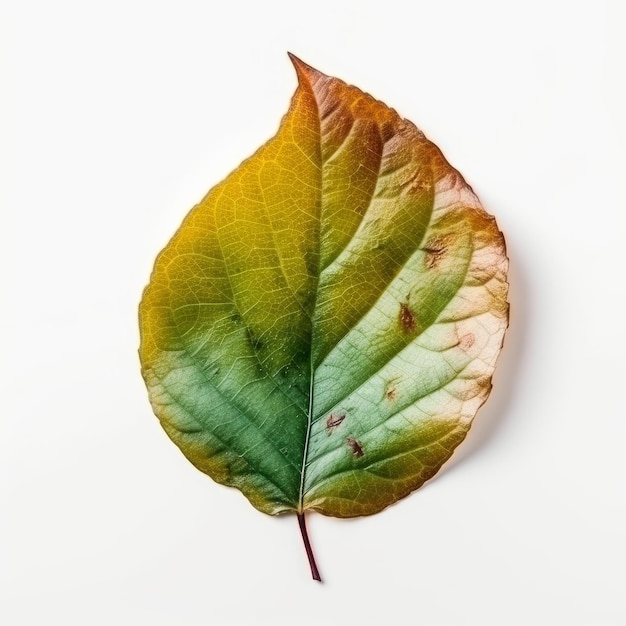 Green leaf on white background image generative AI