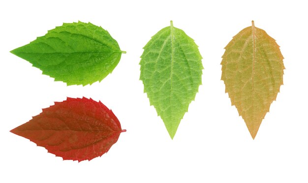 Green leaf on a white set