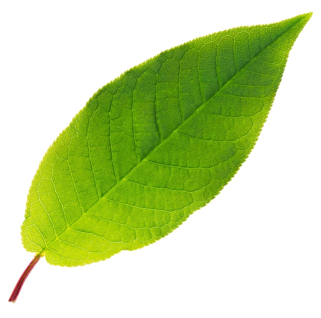 Green leaf on a white