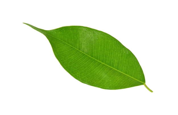 Green leaf on a white