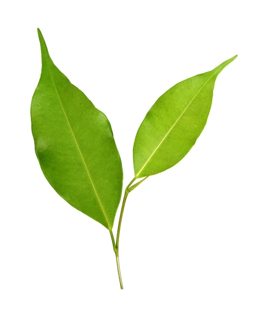 Green leaf on a white