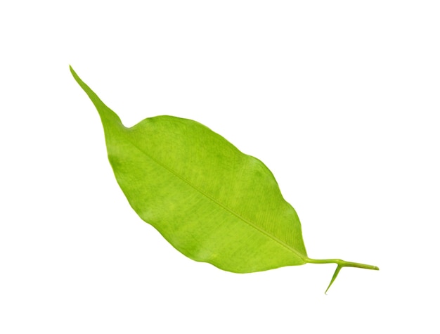 Green leaf on a white