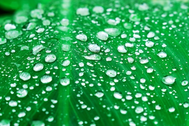 Green leaf with bubble drop on leaves