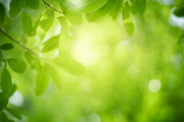 Green leaf with copy space using as background summer nature concept.