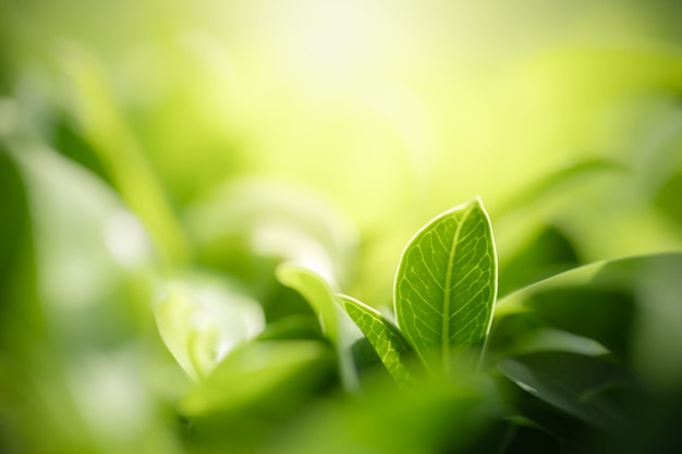 Green leaf with copy space using as background or wallpaper nature concept.