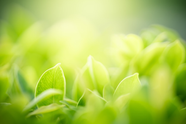 Green leaf with copy space using as background or wallpaper nature concept.