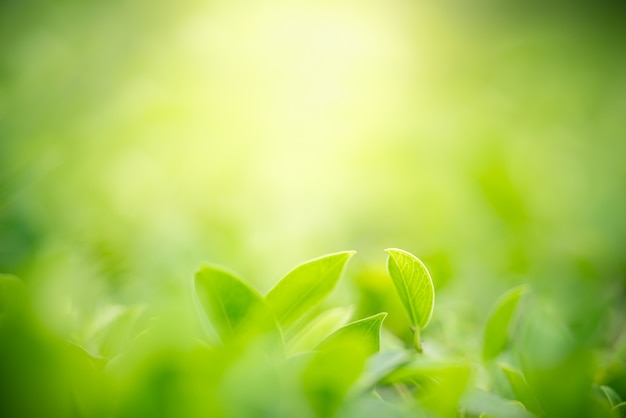 Green leaf with copy space using as background or wallpaper nature .