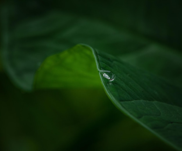 Green leaf with dew drop in close up