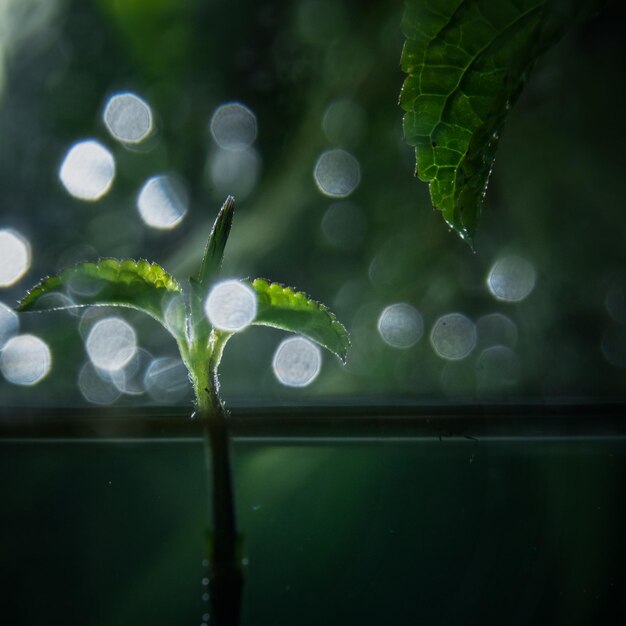 Green leaf with dew drop in close up