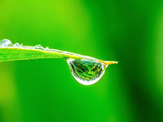 green leaf with dew drops green leaf with dew drops