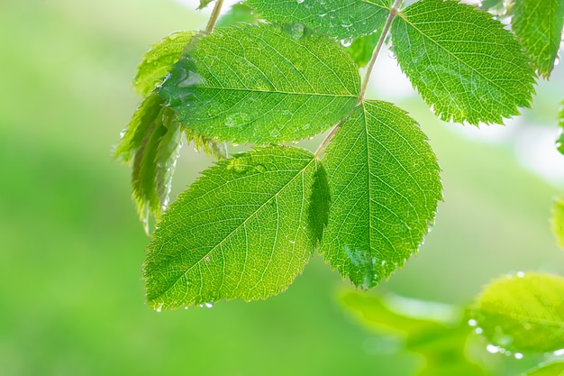 Green leaf with dew drops