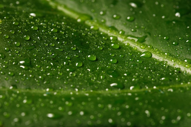 Green leaf with drops of water close up