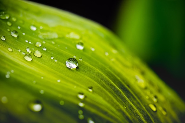 Green leaf with drops of water. Drops of dew in the morning glow in the sun. Beautiful leaf texture