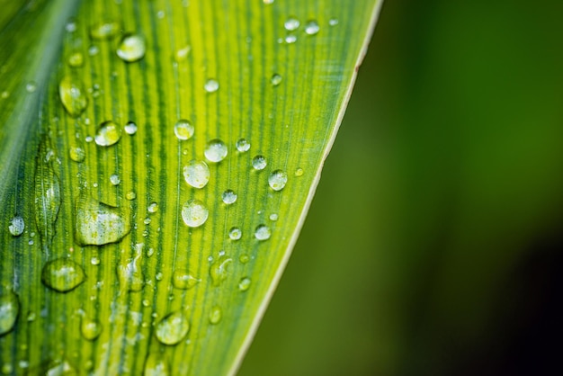 Green leaf with drops of water. Drops of dew in the morning glow in the sun. Beautiful leaf texture