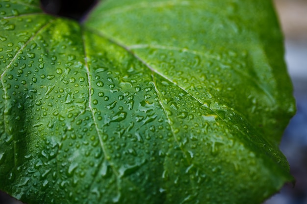 Green leaf with drops of water. In the woods