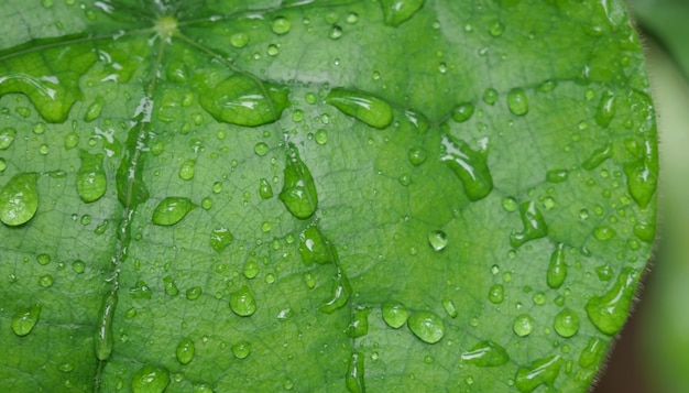 Green leaf with drops of water