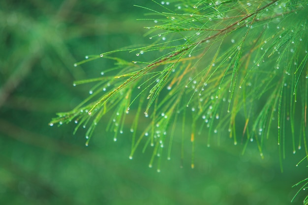 Green leaf with drops of water