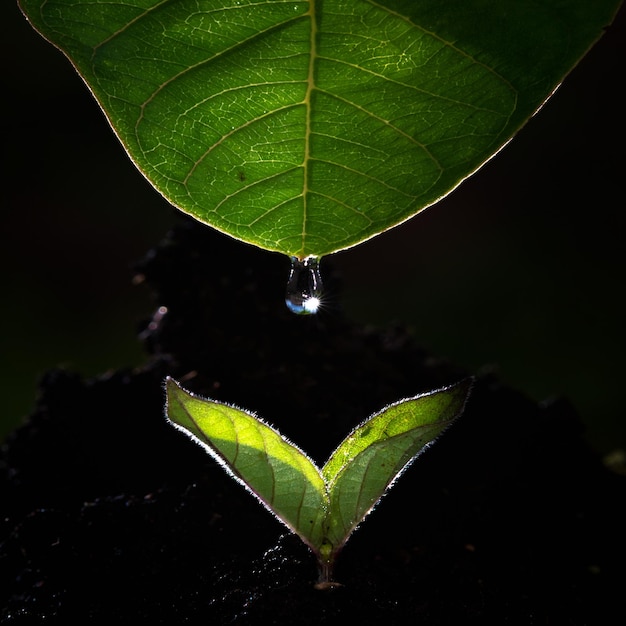 green leaf with drops of water