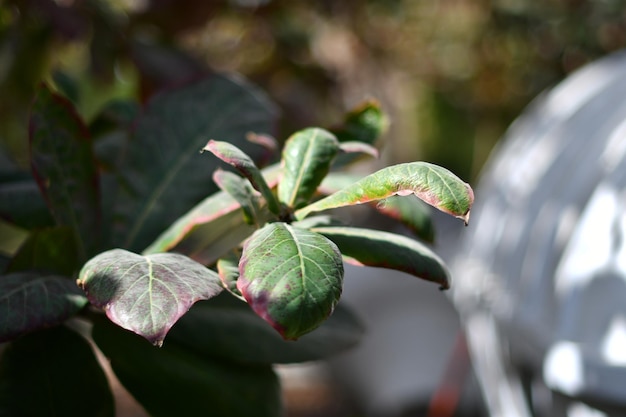 Photo a green leaf with purple edges