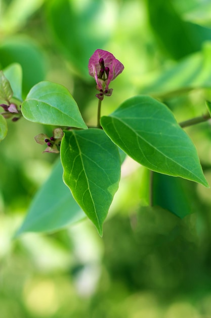 A green leaf with a purple flower on it