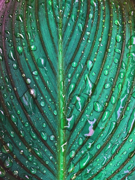 Green leaf with the rain drops