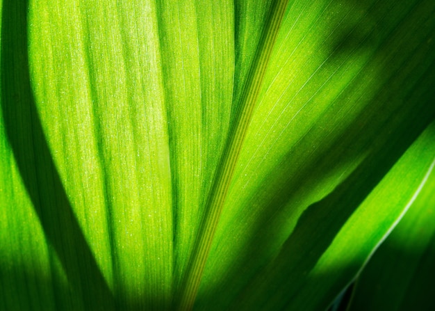 Green leaf with shadow blurred